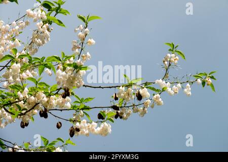 Silver-Bell Tree montagna albero di neve Carolina Silverbell Halesia carolina Vestita O Halesia monticola ramo fiorito contro il cielo blu Foto Stock