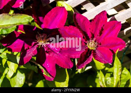 Clematis Rebecca Foto Stock