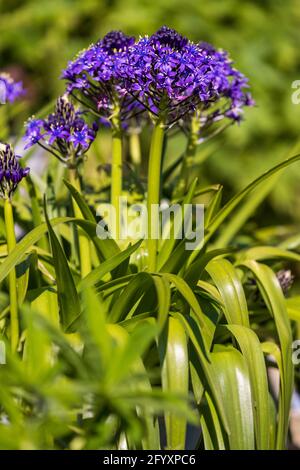 Scilla gioielli dei Caraibi 'Sapphire Blue' Foto Stock