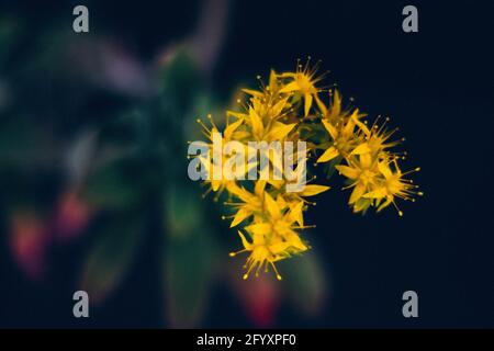 Fiori gialli di sedum palmeri cactus con sfondo scuro sfocato Foto Stock