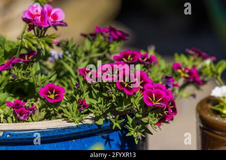 Calibrachoa "Good Night Kiss" Foto Stock