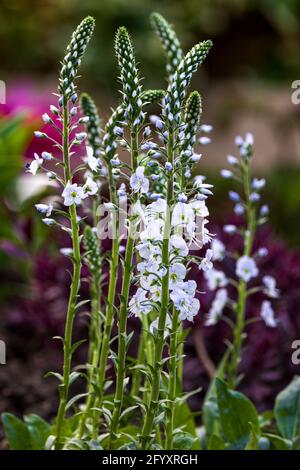 Veronica gentianoides ‘Tissington White’ Foto Stock