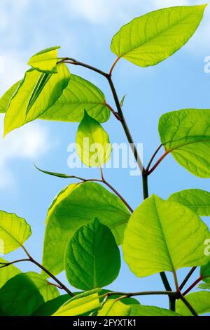 Foglie giapponesi di Knotweed sui nuovi steli Asiatico Knotweed Fallopia japonica Reynoutria japonica fogliame contro il cielo, pianta invasiva Foto Stock