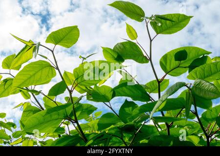 Giapponese Knotweed Fallopia japonica Foto Stock