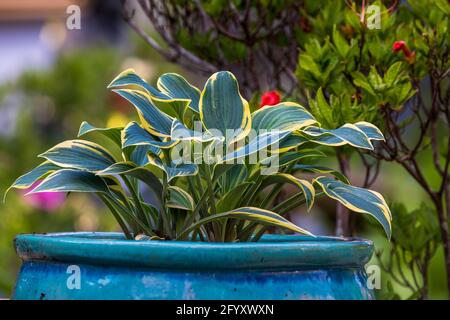 Hosta 'primo Frost' Plantain Lily Foto Stock