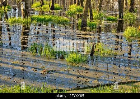 Allagato alberi e erba, riflesso del cielo blu in acqua di foresta di palude in primavera.Polonia in vista May.Horizontal. Foto Stock