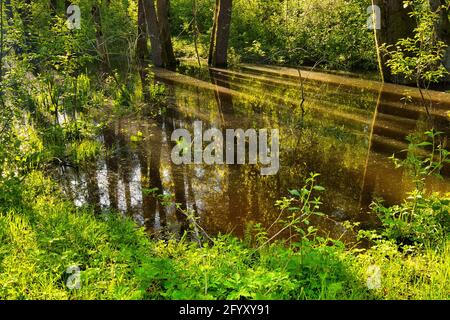 Riflessione di alberi e cielo in acqua di stagno di foresta tra alberi verdi.Early Morning.Poland in vista Spring.Horizontal. Foto Stock