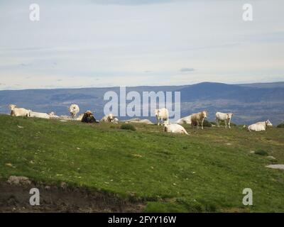 Una mandria di mucche su una collina coperta di verde sotto un cielo nuvoloso in campagna Foto Stock