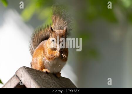 Scoiattolo grigio sull'alimentatore. Simpatico scoiattolo di furry che mangia un dado Foto Stock