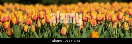 Panorama di tulipani arancioni al sole. Campo di tulipani densamente piantati. Foto Stock
