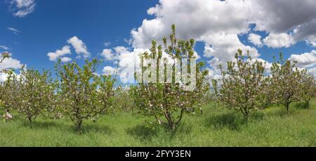 Panorama di meli in fiore nel giardino su un sfondo di cielo blu con nuvole bianche Foto Stock