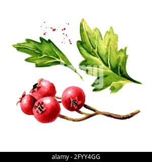 Ramo di bacche di Hawthorn con foglie verdi set, Watercolor illustrazione disegnata a mano isolato su sfondo bianco Foto Stock