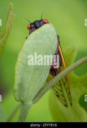 Una cicada di 17 anni di Brood X dall'occhio rosso si trova su una foglia verde nella foresta. Foto Stock