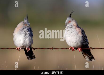 Crested Pigeon (Ocyphaps lophotes) coppia arroccata su arrugginito spinato-filo recinto sud-est Queensland, Australia Dicembre Foto Stock