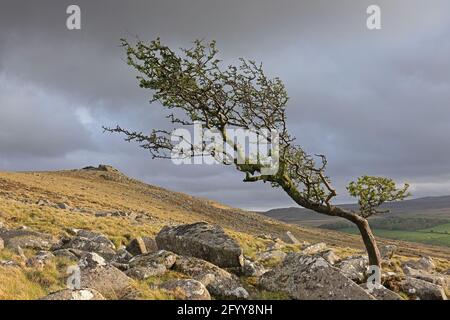 Una vista di Tor superiore dalle pendenze inferiori di Belstone Tor Foto Stock