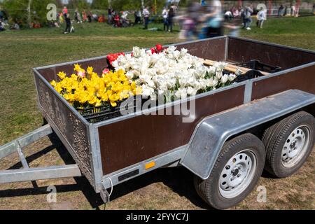 Primo piano furgone carico aperto semi-rimorchio pieno di multicolore tulipano brillante fiori con bulbo in vendita presso la fiera agricola di fest all'aperto Foto Stock