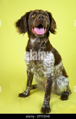 Divertente marrone rana piccolo cane Munsterlander con bocca aperta guardando via con curiosità su sfondo giallo Foto Stock