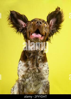 Divertente marrone rana piccolo cane Munsterlander con bocca aperta guardando via con curiosità su sfondo giallo Foto Stock