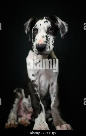 Cucciolo obbediente Harlequin Great Dane che si rilassa su un panno nero e. guardando la fotocamera in studio Foto Stock