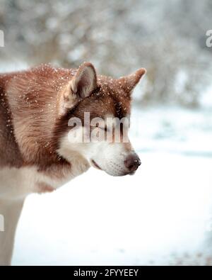 Adorabile e soffice Husky siberiano che giace tranquillamente su un terreno innevato foresta durante la nevicata Foto Stock