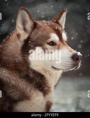 Adorabile Husky siberiano in posizione tranquilla su terreni innevati foresta durante la nevicata Foto Stock