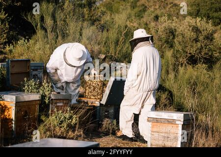 Apicoltori in costumi protettivi che lavorano con nidi d'ape vicino alveari dentro apiary il giorno del sole Foto Stock