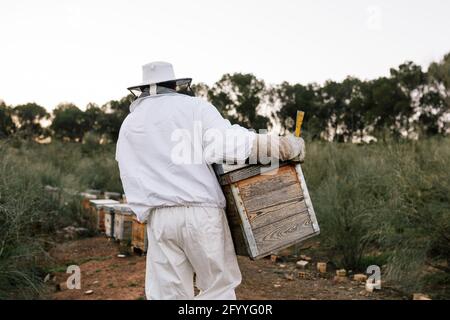 Apicoltore professionista irriconoscibile in tuta protettiva che trasporta la cassa a nido d'ape mentre lavoro in apiary in estate giorno Foto Stock