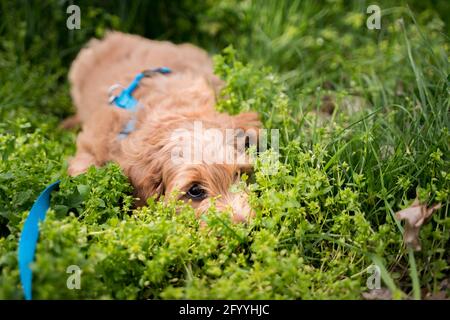 cucciolo sdraiato nell'erba Foto Stock