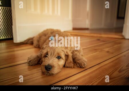 cucciolo dorato di doodle sdraiato sul pavimento Foto Stock