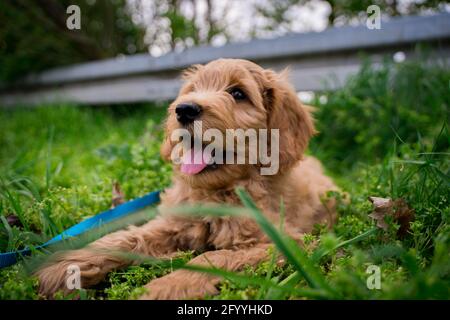 cucciolo dorato di doodle che riposa nell'erba Foto Stock