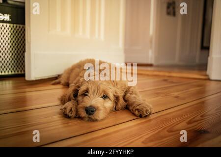 cucciolo dorato di doodle che riposa sul pavimento Foto Stock