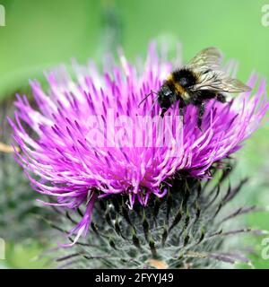 Bumblebee raccoglie polline da un fiore di thistle Foto Stock