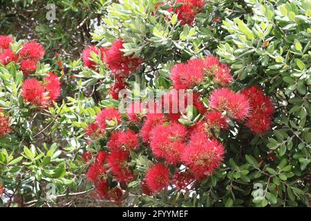 Neuseeländischer Weihnachtsbaum / albero di Natale della Nuova Zelanda / Metrosideros excelsa Foto Stock