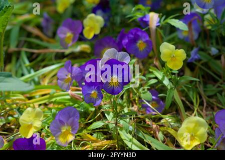 Painty multi-colored pansies (Viola lutea) in tarda primavera in un giardino di Glebe, Ottawa, Ontario, Canada. Foto Stock