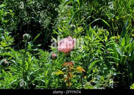 Bel papavero rosa orientale (Papaver orientale) in piena fioritura in un giardino glebe in tarda primavera. Ottawa, Ontario, Canada. Foto Stock