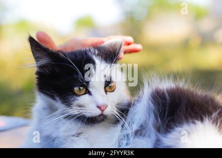 Defocalizzare le mani femminili stroking e carezzare carino adorabile gatto bianco e nero, gattino con bella differenza occhi gialli. PET Love background. Influenza della pelliccia Foto Stock