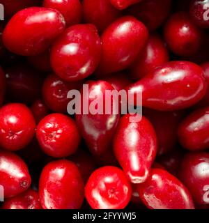 Un sacco di frutti di legno di dogwood rosso brillante. Foto Stock