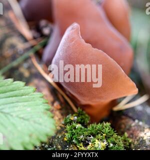 Auricularia auricula-judae cresce su un bosco caduto in una foresta tra muschio Foto Stock