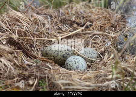 Dominikanermöwe / gabbiano sud con retro nero / Larus dominicanus Foto Stock