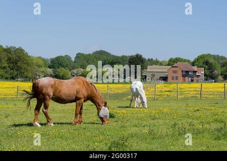 Cavalli che pascolano nella soleggiata Primavera calda giorno, Kent, Inghilterra Foto Stock