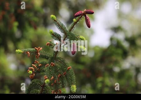 Primo piano di una filiale norvegese di abete rosso in primavera Foto Stock