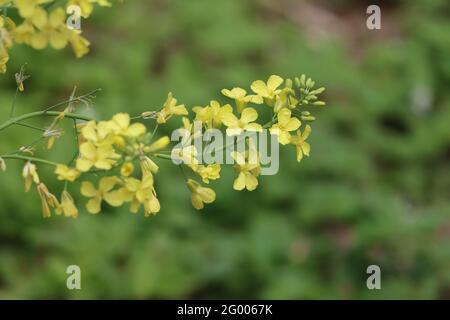 Brussels germogliano pianta fiorire in primavera Foto Stock