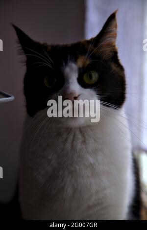 Gatto Calico con una faccia grumpia Foto Stock