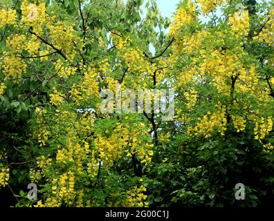 Laburnum x vossii 'Watereri', fiori gialli, albero Foto Stock