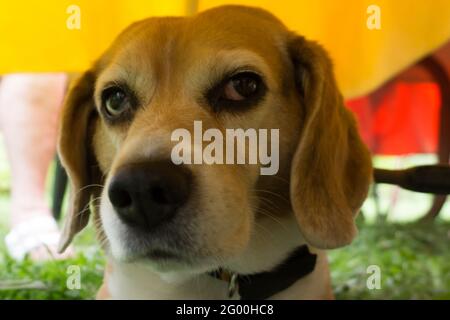 Beagle di razza pura che si stese nell'erba in un giardino sotto un tavolo Foto Stock