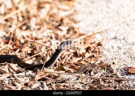 Serpente da corsa nero meridionale il costrictore Coluber priapus scivola lungo il terreno a Napoli, Florida Foto Stock
