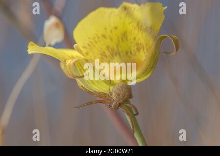Ground Crab Spider (Xysticus sp) su un fiore giallo di mariposa (Calochortus luteus) nel parco statale Henry Coe in California. Foto Stock