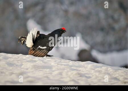 Grouse nero (Lyrurus tetrix) in primavera nel rito di corteggiamento sulla neve, visto al parco nazionale Berchtesgaden, Baviera, Germania Foto Stock