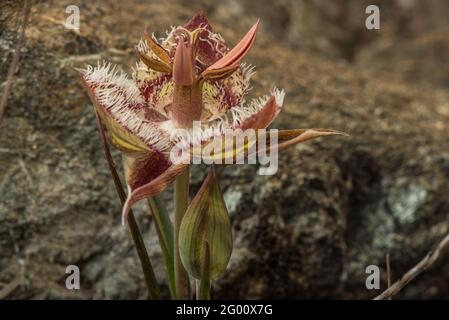 Tiburon Mariposa Lily (Calochortus tiburonensis) una pianta rara endemica della Riserva del Monte anello, nell'area della Baia di San Francsisco in California. Foto Stock