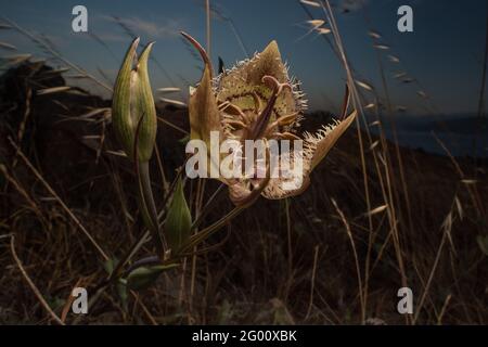 Tiburon Mariposa Lily (Calochortus tiburonensis) una pianta rara endemica della Riserva del Monte anello, nell'area della Baia di San Francsisco in California. Foto Stock